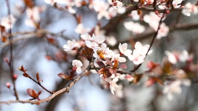 蜜蜂通过嗅觉找蜜源