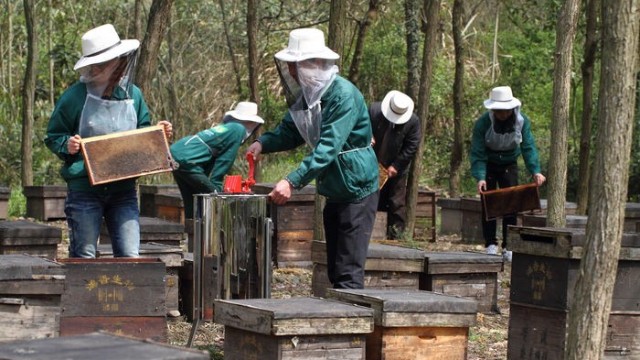 影响蜂蜜质量的5个主要方面