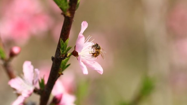 每只蜜蜂所能提供的蜂毒极为有限