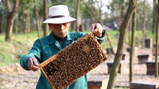 蜂巢蜜的营养成分有哪些？蜂巢蜜可以直接吃吗？