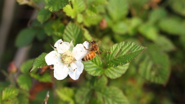 中蜂和意蜂各有什么特点？为什么土蜂蜜比意蜂蜜更受欢迎？