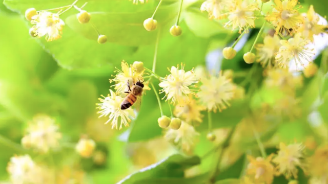 椴树蜜源头厂家联系方式怎么找？