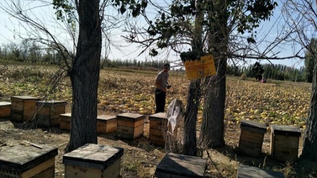 花蜜酿成成熟蜜与地域、气候有关