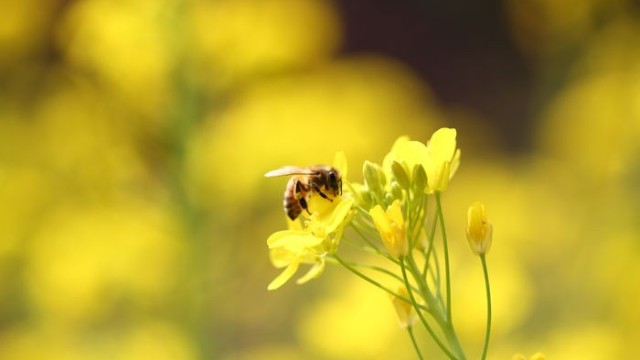 蜜蜂授粉价值大于蜂产品