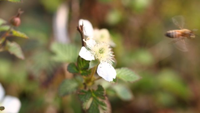 采蜂毒要选工蜂