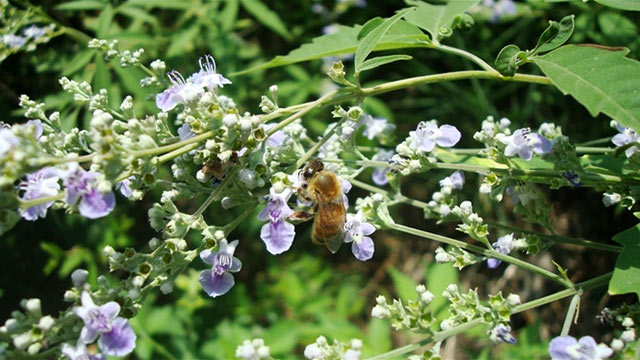 荆条蜂蜜怎么样？