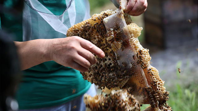 药品原料蜂蜜是属于食品还是保健品？