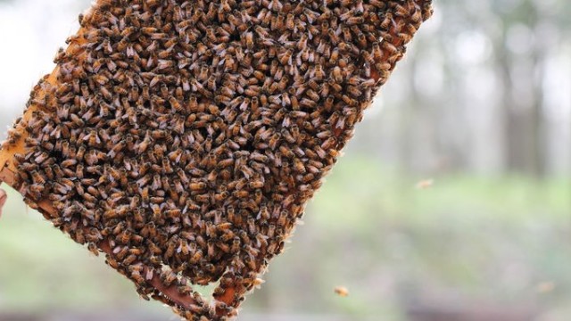 蜜蜂用蜂蜡来建蜂巢