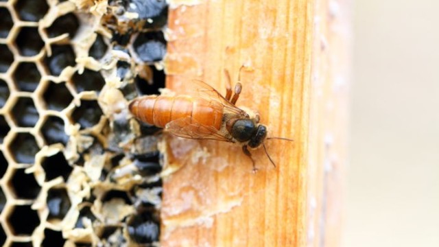 蜂胶是怎么形成的？我国蜂胶年产量是多少？