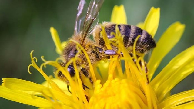 蜂蜜中的耐高渗酵母菌是从哪里来的？