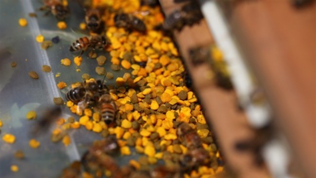 什么是蜂花粉的压差破壁？介绍2种蜂蜜粉的压差破壁法