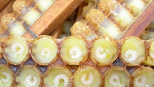 鲜蜂王浆的有哪些成分？