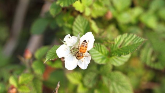 蜜蜂采蜜产生众多蜂产品