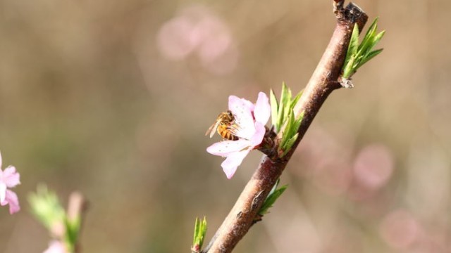 蜜蜂采蜜